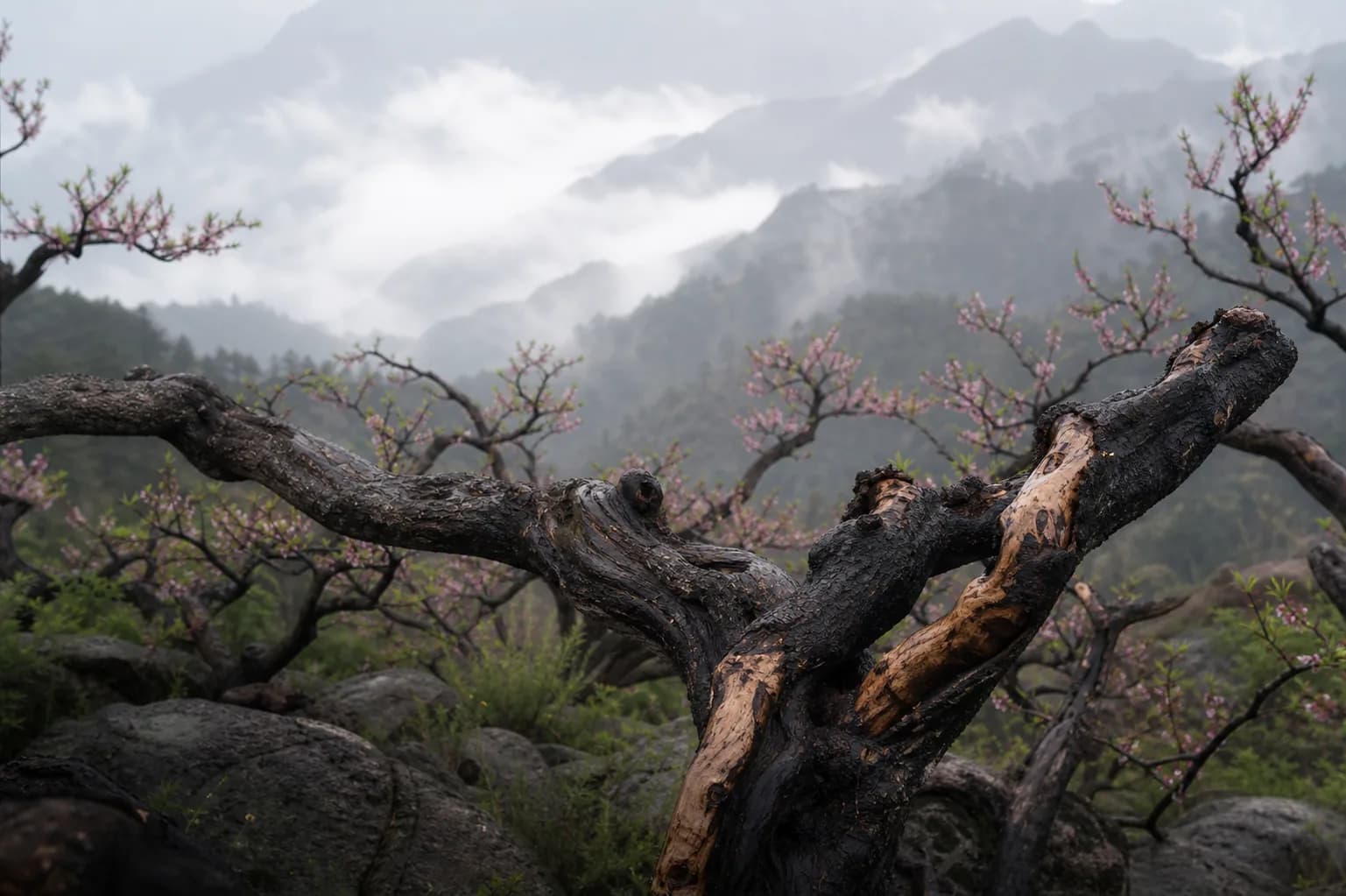 Historic wooden architecture used as cultural context for Daoist traditions
